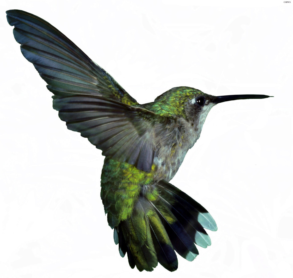 Google Hummingbird: More Significant Than Businesses Think